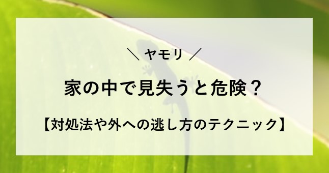 ヤモリの出る家の特徴や好む場所は?縁起が良いと言われる理由も調査