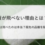 蚕が飛べない理由